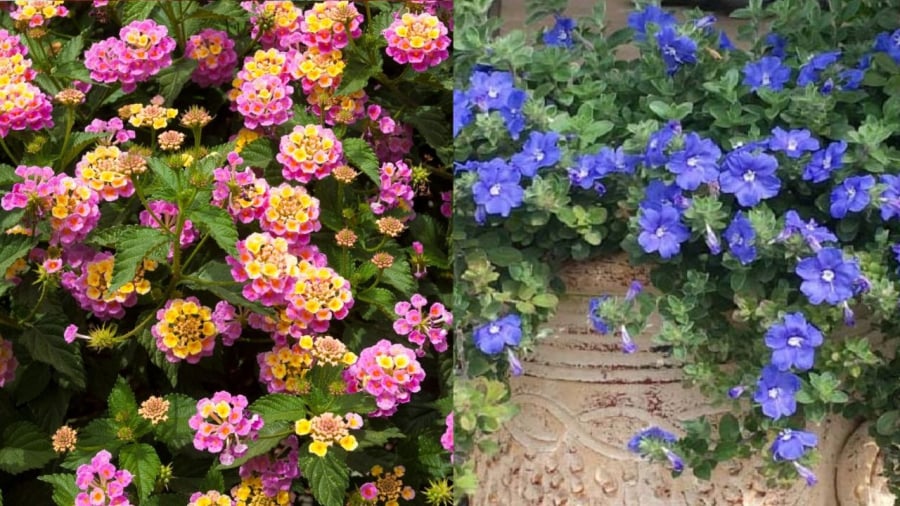 Hoa ngũ sắc (bên trái) và hoa thanh tú ưa nắng, trồng ở ban công hướng Tây sẽ phát triển rất tốt.