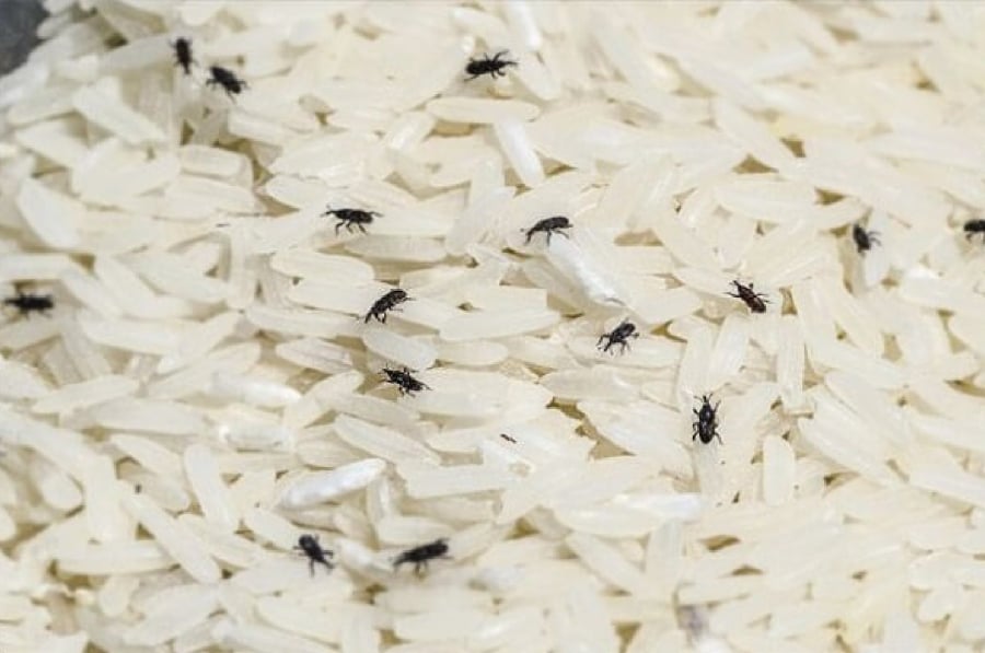 Mọt gạo là một loại côn trùng gây thiệt hại cho các loại hạt ngũ cốc như lúa mì, gạo và ngô