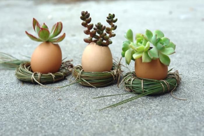 Vỏ trứng rất thích hợp trồng các loại cây nhỏ xinh như hoa đá, sen đá, xương rồng.