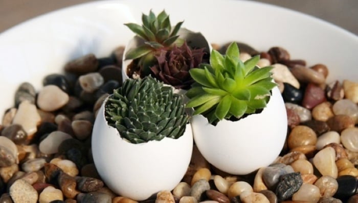 Những chậu sen đá bằng vỏ trứng nhỏ xinh rất đáng yêu  