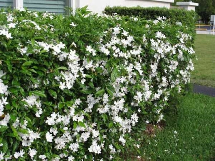 Hoa nguyệt quế có màu trắng tinh đẹp, có mùi thơm dễ chịu 
