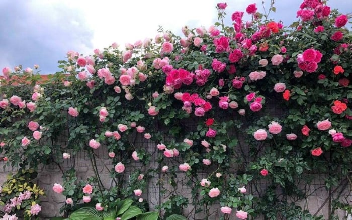 Rất nhiều người thích trồng hoa hồng leo ở hàng rào, vì khi nở hoa rất nhiều, rực rỡ, nổi bật quá đẹp.