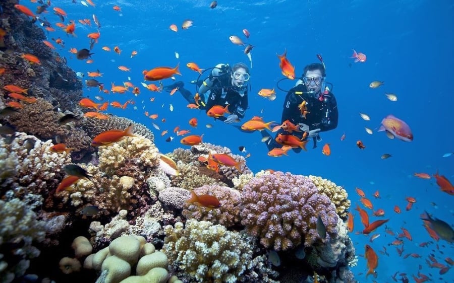 Cù Lao Chàm nổi tiếng với hệ sinh thái san hô phong phú