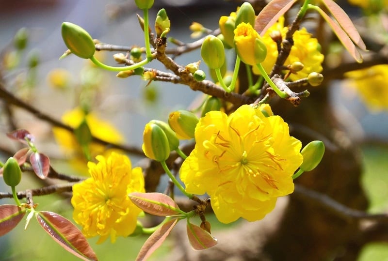 Hoa mai là biểu tượng của sự phú quý và may mắn, đặc biệt là trong văn hóa Á Đông. 