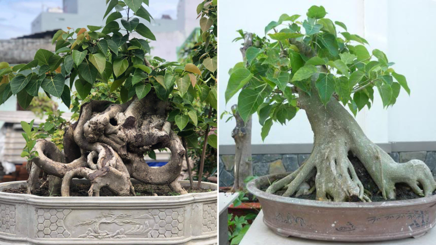 Ngoài các cây bồ đề lớn, gia chủ có thể chọn cây bồ đề bonsai có kích thước nhỏ, phù hợp với không gian gia đình.
