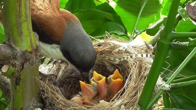 Việc tổ chim được xây dựng hướng lên trên cho phép nước mưa chảy ra ngoài, tránh tích tụ trong tổ. 