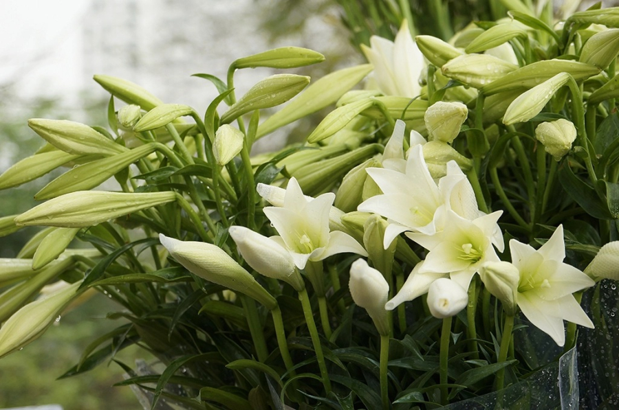 Hoa huệ trắng tượng trưng cho sự sung túc và no đủ, là lựa chọn lý tưởng để thờ cúng. 