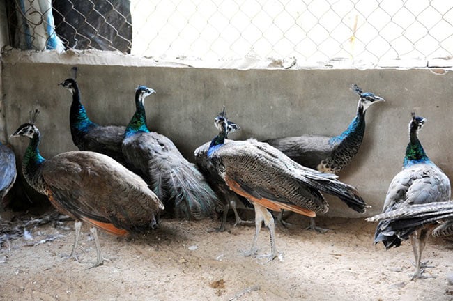 Trang trại của anh hiện nay sở hữu nhiều con chim công có giá trị cao, đẹp hàng đầu tại khu vực Đồng bằng sông Cửu Long