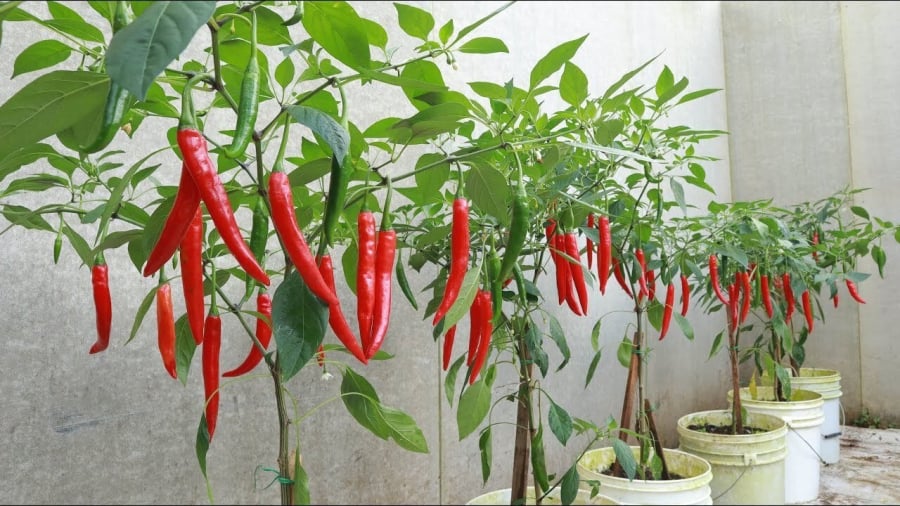 Để trồng ớt sai quả, ngoài việc cắt tỉa ngọn, bạn cần đảm bảo các yếu tố khác