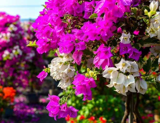 Nhiều người quan tâm đến việc liệu có nên trồng hoa giấy trước cửa nhà hay không. 