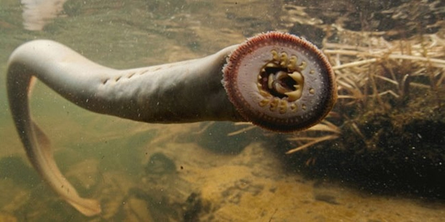 Dù có vẻ ngoài tương tự lươn, chúng thực chất là một loại cá gọi là cyclostome hay cá miệng tròn, có hộp sọ nhưng không có hàm