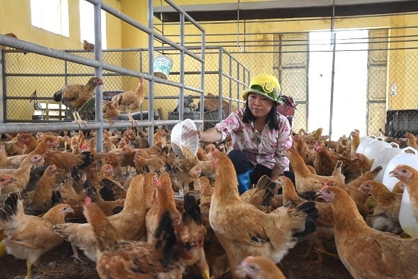 Vào tháng 10 năm 2017, chị Nguyễn Thu Thoan, cư ngụ tại Sóc Sơn, Hà Nội, đã quyết định thử nghiệm mô hình nuôi gà sử dụng phương pháp vi sinh