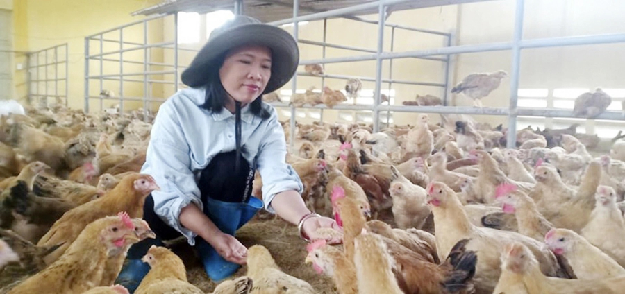 Hiện tại, chị Thoan sở hữu một trang trại với quy mô lên đến 3.000 con gà