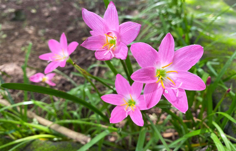  Loài hoa này rất ưa khí hậu nóng ẩm ở Việt Nam 