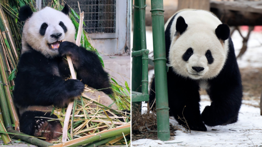 Sở thú Bắc Kinh là nơi sinh sống của nhiều cá thể gấu trúc nổi tiếng.