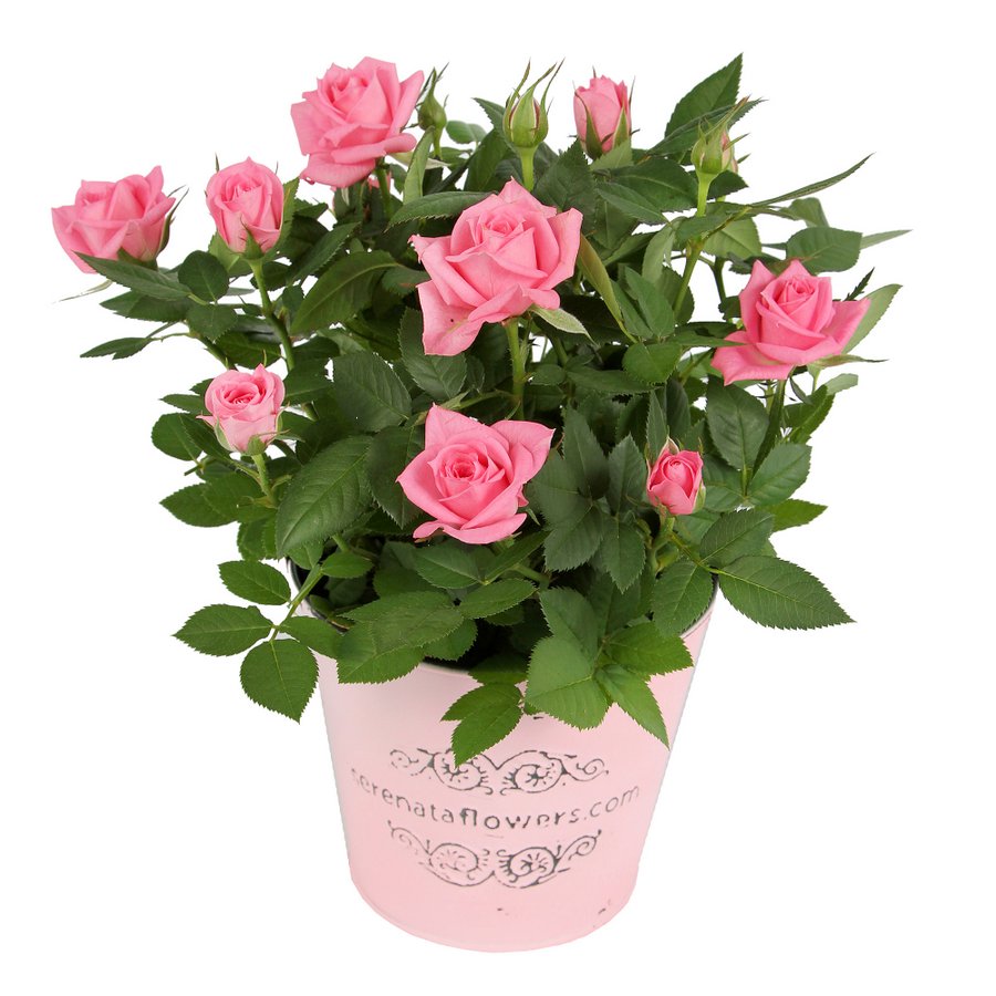Hoa hồng vừa đẹp vừa có thể tươi tốt quanh năm không kể mùa đông lạnh buốt hay mùa hè nóng nực.