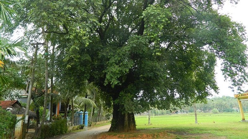 Sân vườn không thích hợp để trồng những cây cao và khỏe, đặc biệt là những cây có thân cao vượt qua khỏi chiều cao ngôi nhà.