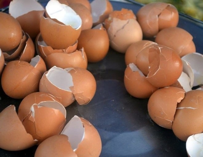 Bên cạnh phân bón chuyên dụng, bạn có thể tận dụng vỏ trứng để bón cho cây. 