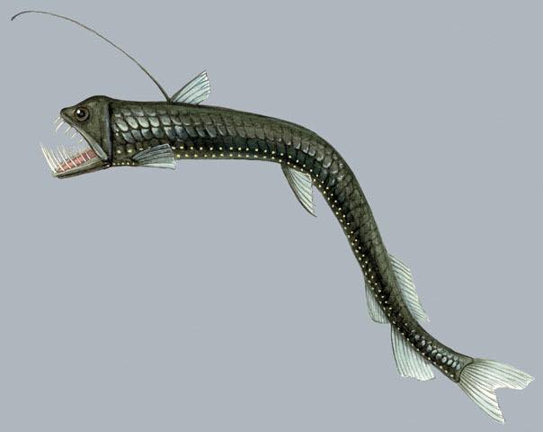 Cá Viperfish - Sinh vật kinh hoàng với đôi mắt trong suốt
