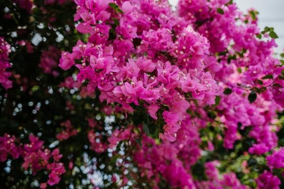 Cây hoa giấy là loài cây leo mạnh mẽ, có khả năng thích nghi tốt và phát triển ra hoa ở độ tuổi sớm hơn hầu hết các loài hoa khác.