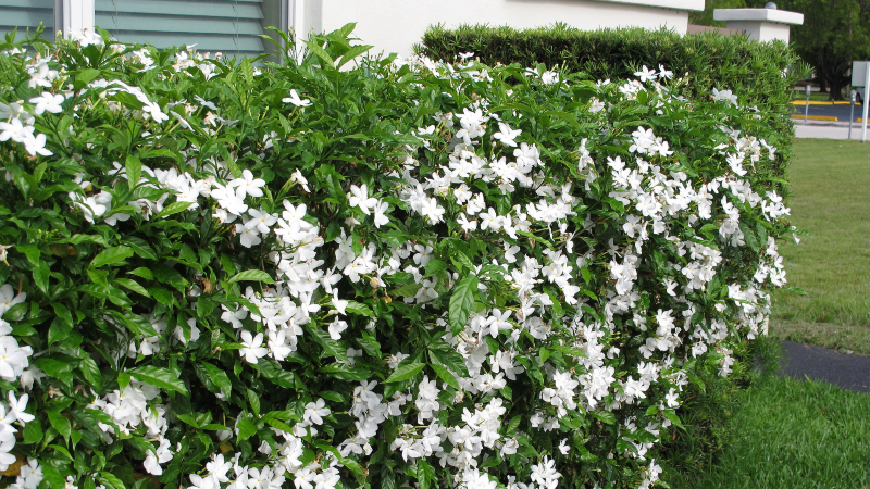 Loài cây này có hoa màu trắng, nở quanh năm và tỏa ra mùi hương dịu nhẹ, giúp thư giãn tinh thần