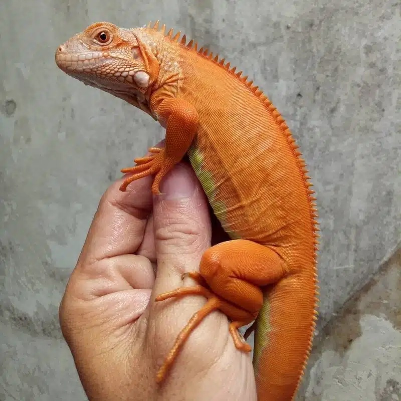 So với Red Iguana, màu đỏ của Red Hypo Iguana tươi sáng hơn và ngả về tông màu cam cực kỳ ấn tượng