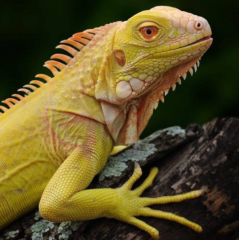 Không giống như Blue Iguana, Albino Iguana là một dòng rồng đột biến tự nhiên