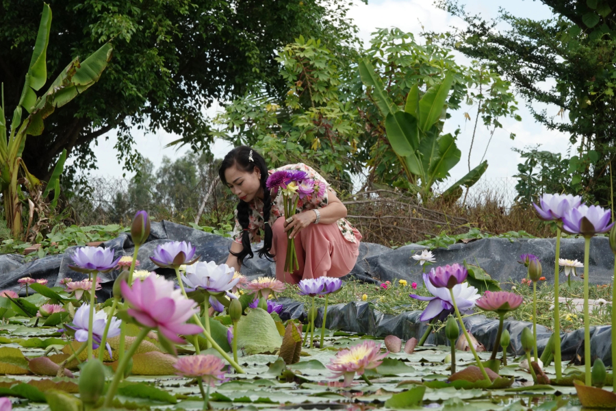 Chị Sánh bắt đầu khởi nghiệp với hoa súng kiểng từ đầu năm 2023