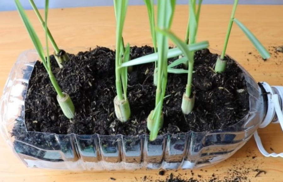 Lấy phần gốc của củ sả và trồng vào chậu đất, sả sẽ nhanh chóng lên tốt cho bạn ăn