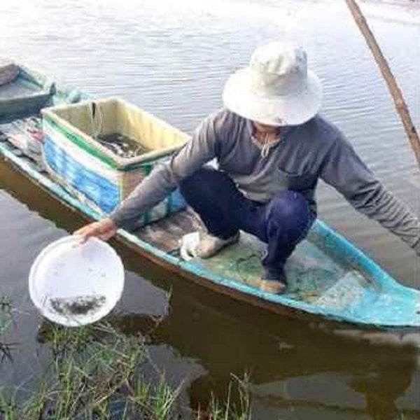 Năm 2021, anh Phong đã thả nuôi cá kèo trong ruộng lúa lần đầu tiên