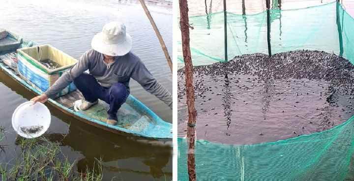 Với sự chăm chỉ và kiên nhẫn, gia đình anh Lộ Vũ Phong đã có thu nhập ổn định từ 400 - 500 triệu đồng/năm nhờ mô hình nuôi cá kèo trong ruộng lúa