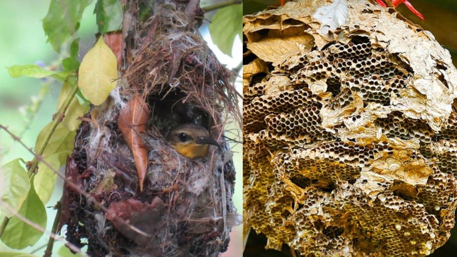Chim và ong là động vật nhạy cảm nên chúng làm tổ ở đâu thì nơi đó bình yên