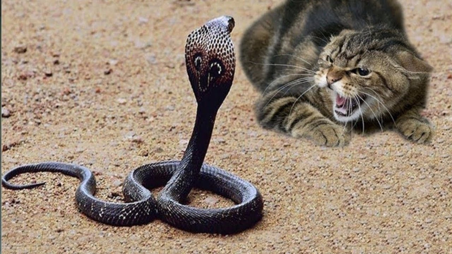 Tại sao mèo không bao giờ sợ rắn?
