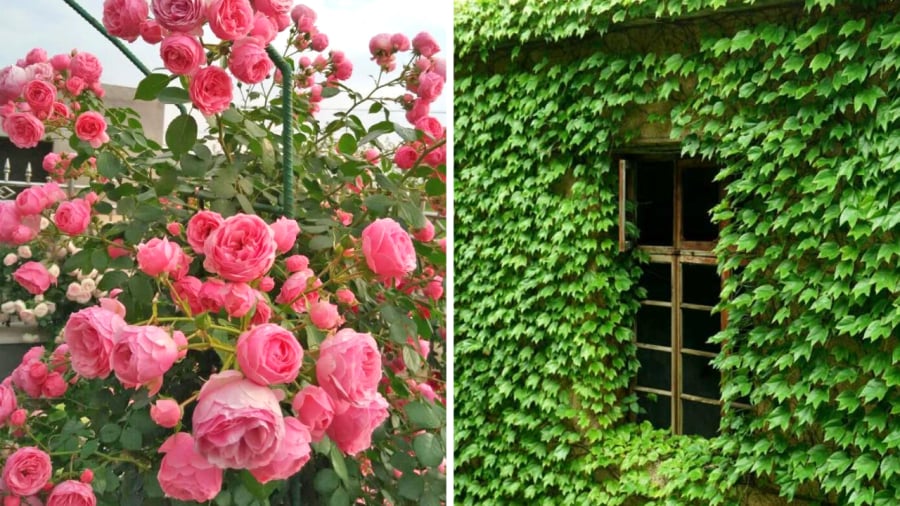 Nếu bạn sở hữu một căn nhà hướng Tây và muốn chọn cây cảnh chịu nắng tốt để trồng thì hoa hồng leo và thường xuân là những lựa chọn lý tưởng.