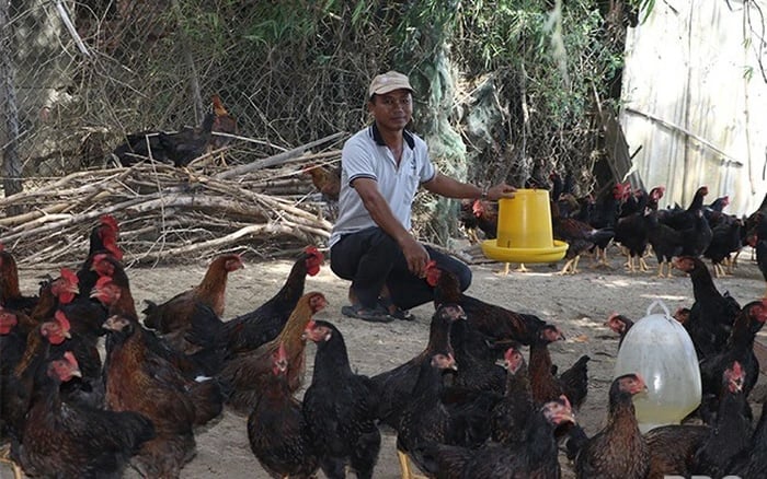 Ông Đen cùng gia đình đã đạt được nhiều thành công trong lĩnh vực chăn nuôi gà nhờ việc áp dụng các tiến bộ khoa học kỹ thuật