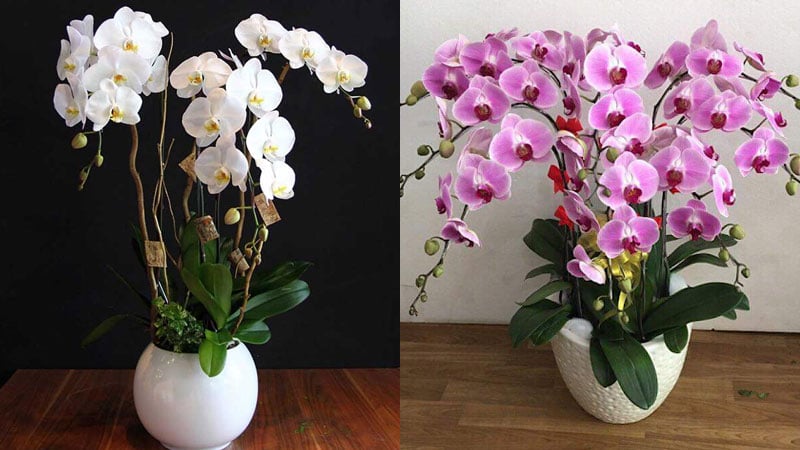 Trưng hoa phong lan trong nhà là cách để chiêu tài, cầu lộc cho gia đình.