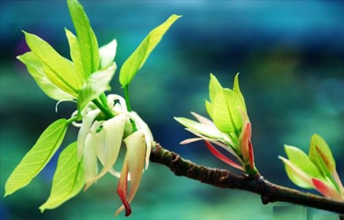 Nếu cây cối trong nhà ngày một sinh sôi, nảy nở thậm chí là những loại cây hiếm khi ra hoa nay lại trổ bông thì đó lại là dấu hiệu của sự may mắn. 