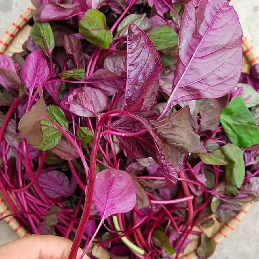 Ở Việt Nam, loại rau này thường được chia thành 3 loại là dền xanh, đỏ và gai. 