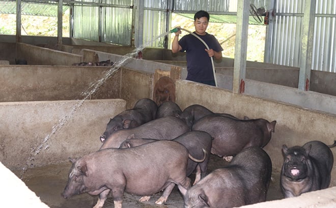 Người Mông ở Mù Cang Chải nuôi lợn đen thả rông để chúng tự tìm kiếm thức ăn trong môi trường tự nhiên