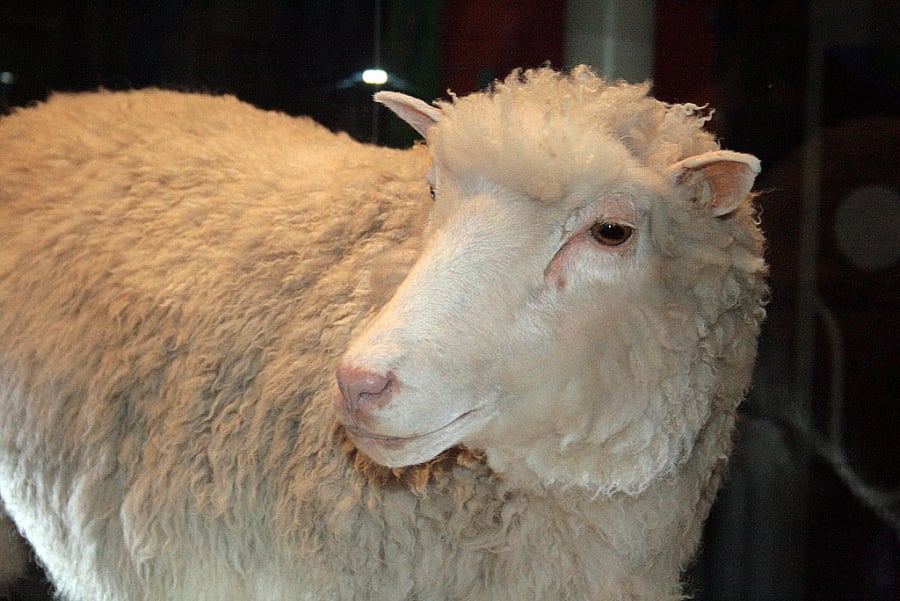Cừu Dolly - Động vật có vú đầu tiên được nhân bản vô tính