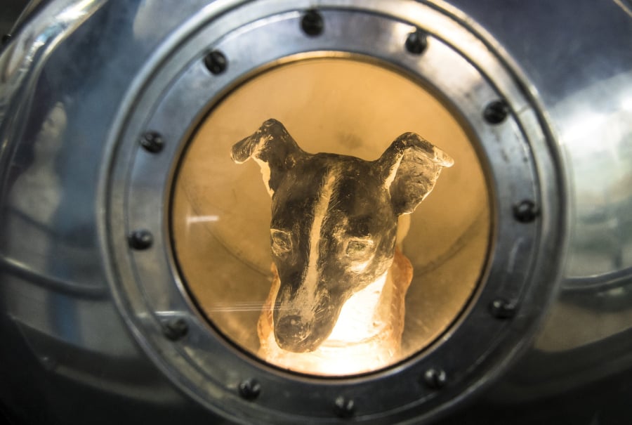 Laika - chú chó đầu tiên bay vào vũ trụ