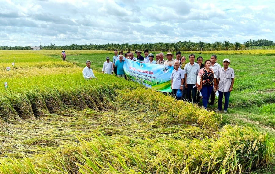 Hiện nay, chị đã liên kết với nông dân tại Tiền Giang và Long An, tạo nên tổng cộng 160 ha đất chuyên trồng lúa giống