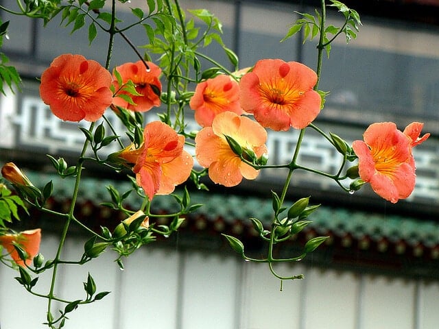 Trong phong thủy, cây hoa đăng tiêu được cho là có khả năng xua đuổi khí xấu và tà ma, mang lại sự bình an và hạnh phúc cho gia đình