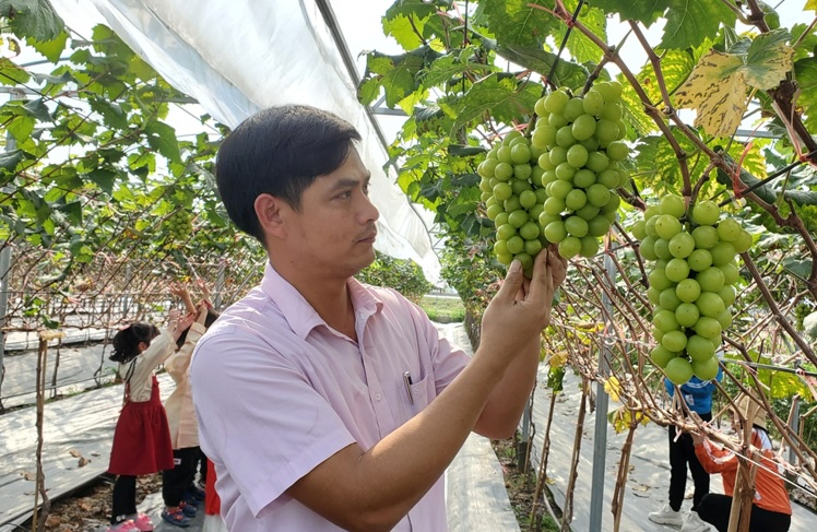 Để cung cấp thêm dinh dưỡng cho cây nho, anh Minh sử dụng hạt đậu nành nghiền nhỏ và trộn với chế phẩm sinh học