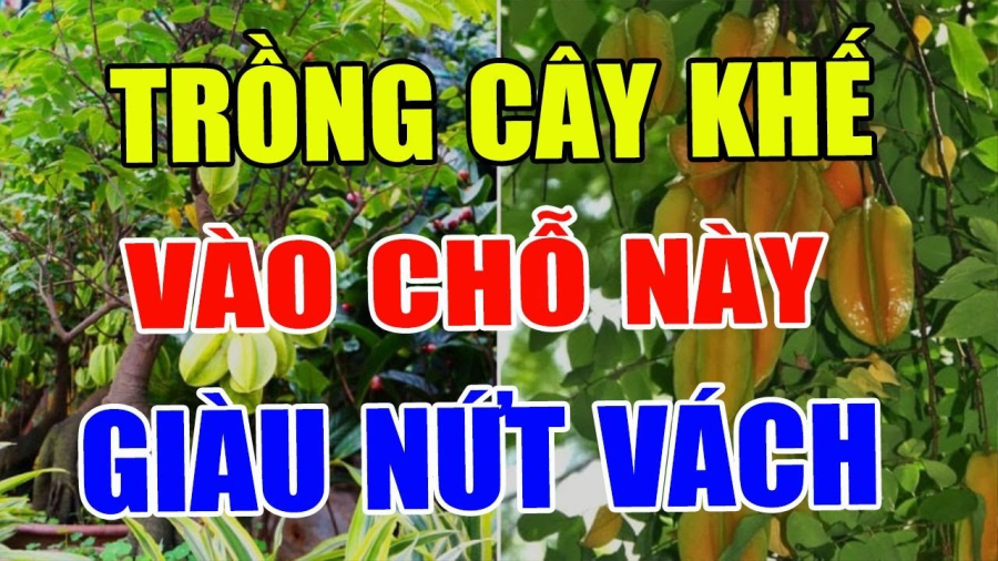 Vị trí trồng khế may mắn