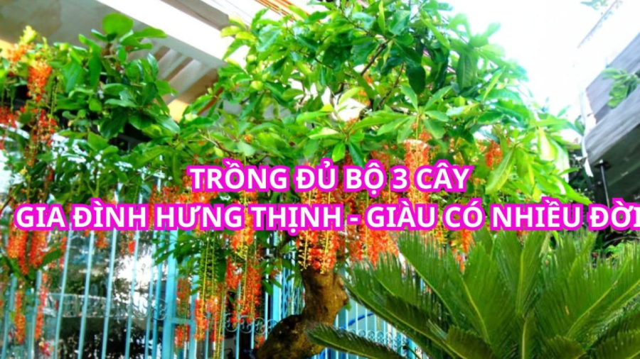 Bộ 3 cây tam đa tạo thế vững chãi trong phong thủy