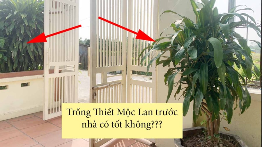 Trṑng cȃy thiḗt mộc ʟan ᵭể trong nhà giúp mang ʟại may mắn, cuộc sṓng thuận ʟợi, phú quý, giàu sang cho gia chủ