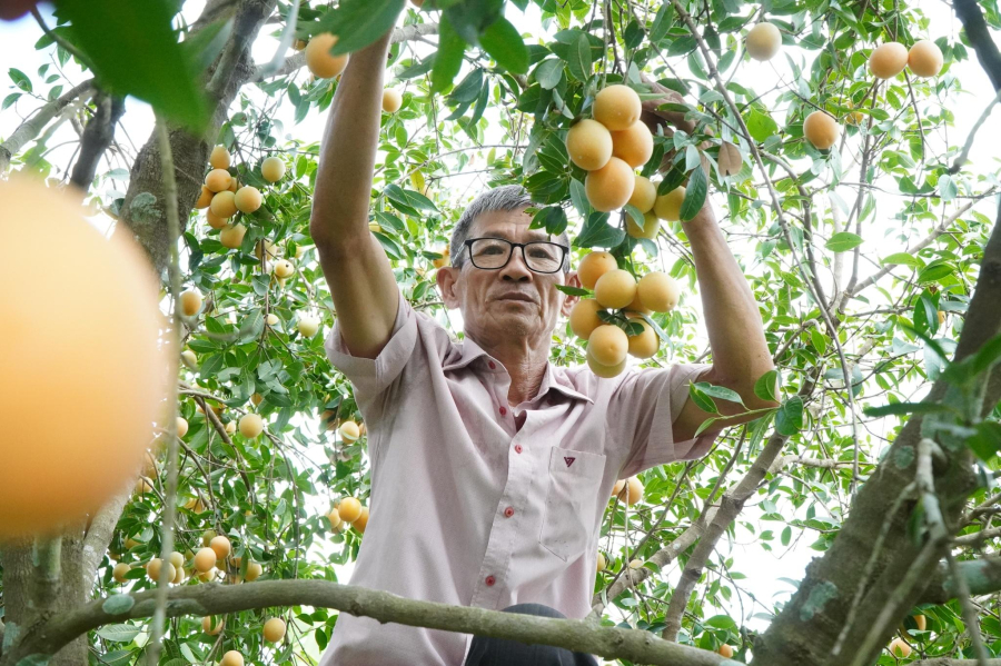 Giá bán thanh trà ngọt vào mùa thuận đạt hơn 120.000 đồng/kg, trong khi trái thanh trà nghịch vụ có thể bán với giá lên tới 160.000 đồng/kg