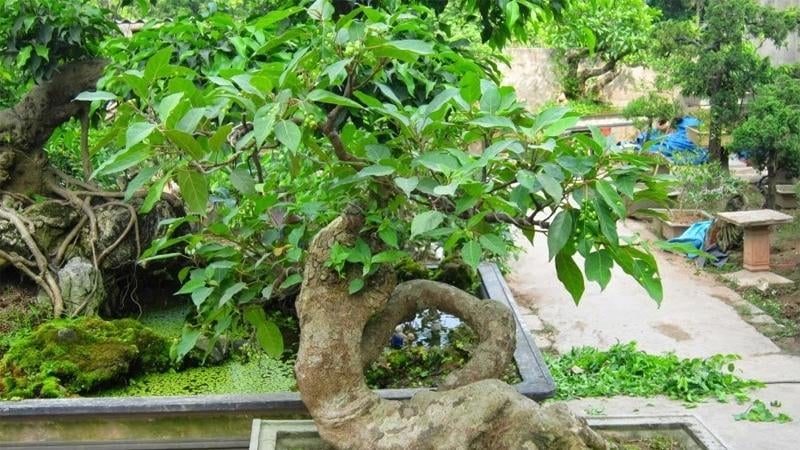 Cây sung Bonsai