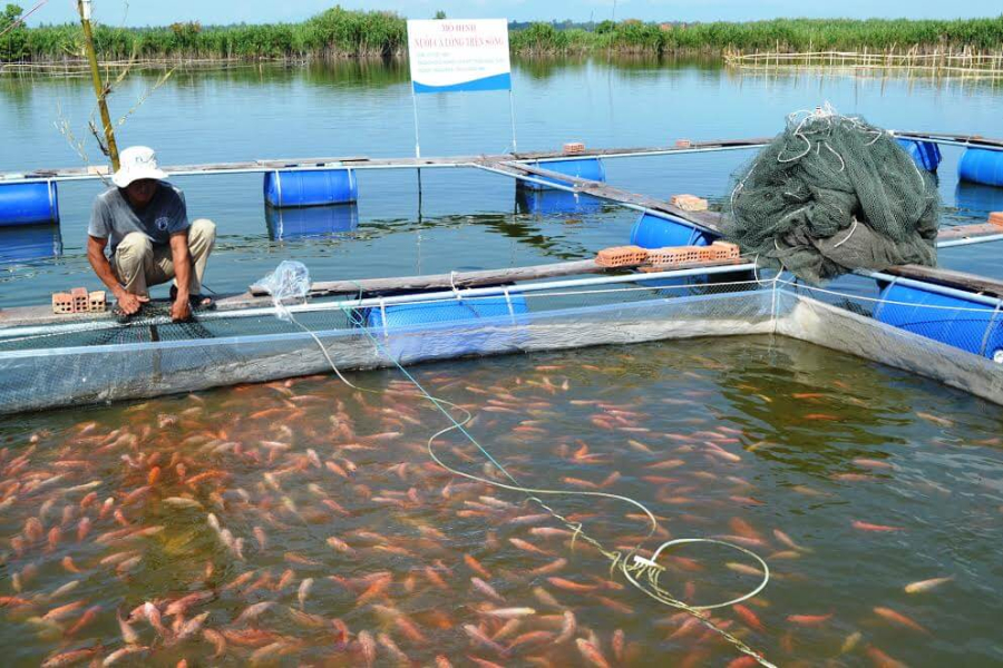 Anh Tuấn chia sẻ rằng, mỗi lồng cá có sản lượng trung bình khoảng 2 - 3 tấn, ước tính tổng thu nhập hàng năm đạt từ 2,5 đến 3 tỷ đồng, với lợi nhuận ròng dao động từ 500 triệu đến 1 tỷ đồng/năm